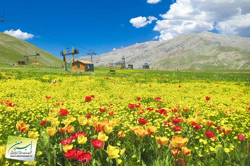 ورودیه تک جشنواره گل های دیزین